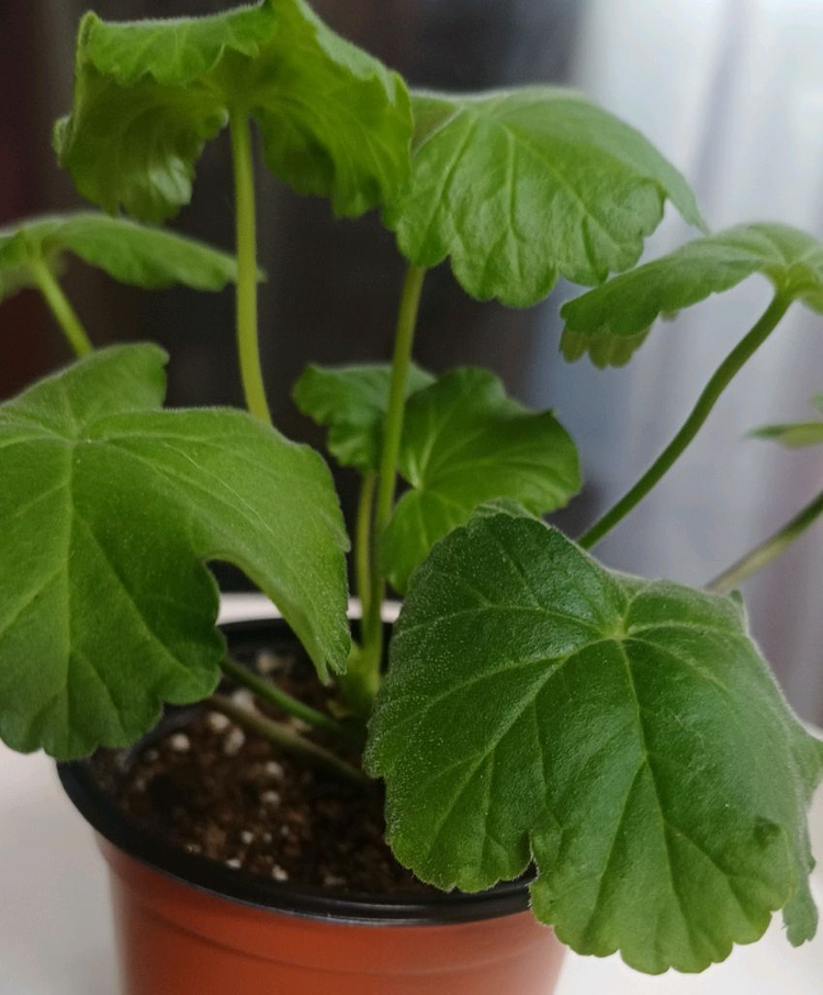 제라늄 카프다원--2