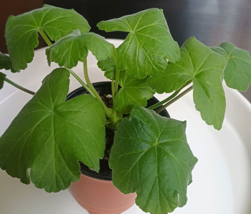 제라늄 카프다원--3