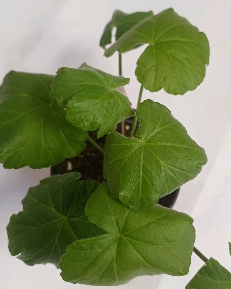 제라늄 카프다원--4