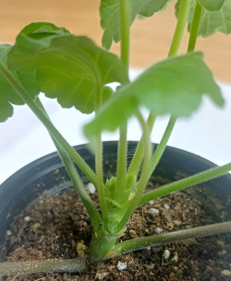 제라늄 카프다원--5