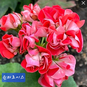 제라늄 윈터초이스