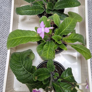 스트렙토카르푸스 3종 (2번셋)