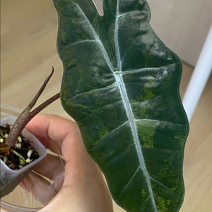 알로카시아 푸세이도 옐로우바리에가타(안스,호야x)