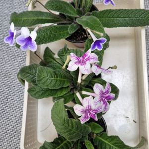 스트렙토카르푸스 3종(5번셋)