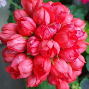 제라늄 4종 레드판도라 꽃대있음,이월이,빌스잼,스윗로맨스