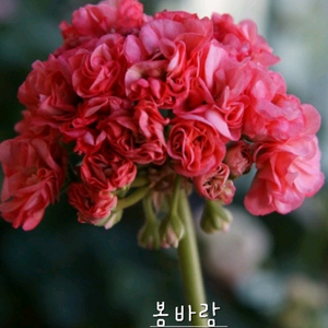 제라늄 4종 봄바람,빛보예,둥굴둥굴미소 꽃대있음,스텔라제라늄 브라이언 웨스트 꽃대있음