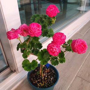 제라늄 다이너스티 다지