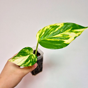 대왕스킨답서스(하와이안 스킨답서스)