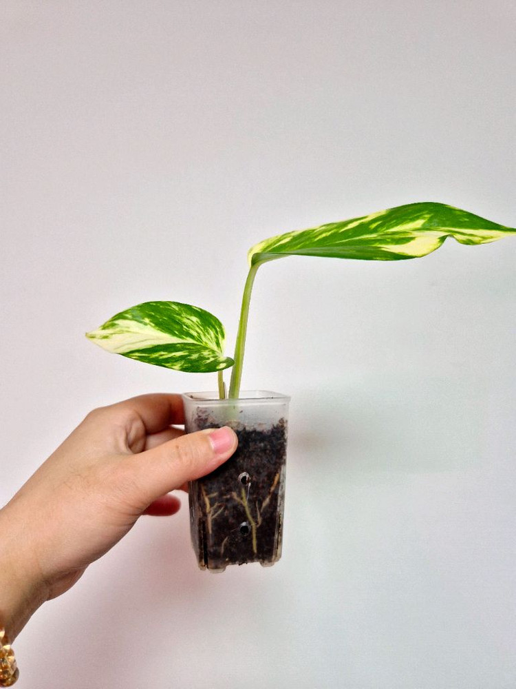 대왕스킨답서스(하와이안 스킨답서스)--1