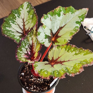 실습.알래스카크릭 베고니아