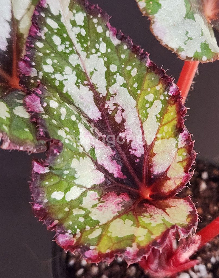 실습.알래스카크릭 베고니아--1