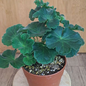 안나자넷 제라늄 중품