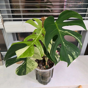 마지막 가격다운 몬스테라 믹스드민트 분양합니다.