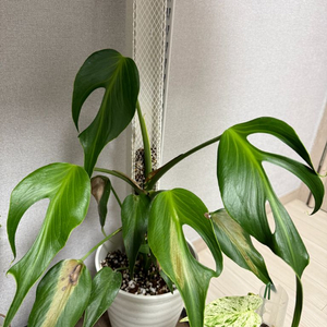 세종 딜라체라타 모주사이즈