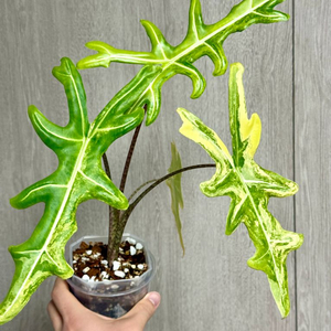 세종)포르테이 바리에가타 모주사이즈 핵 무천이 직거래