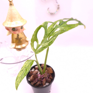 몬스테라 민트아단소니 #no1