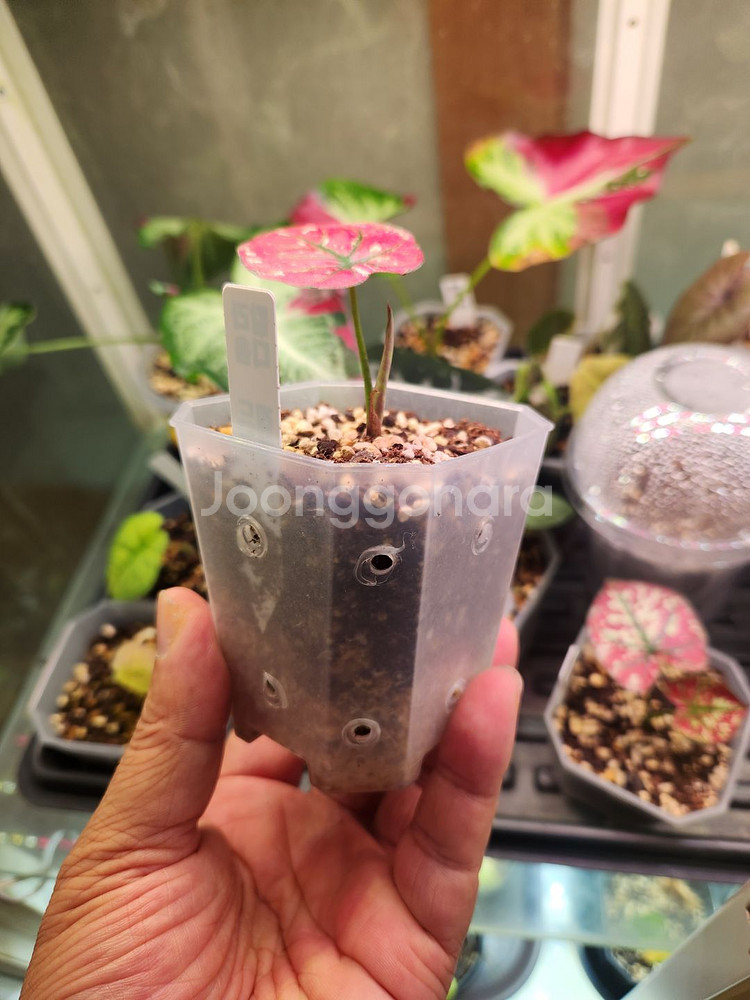 칼라디움 레드탱고(크리스마스)--1