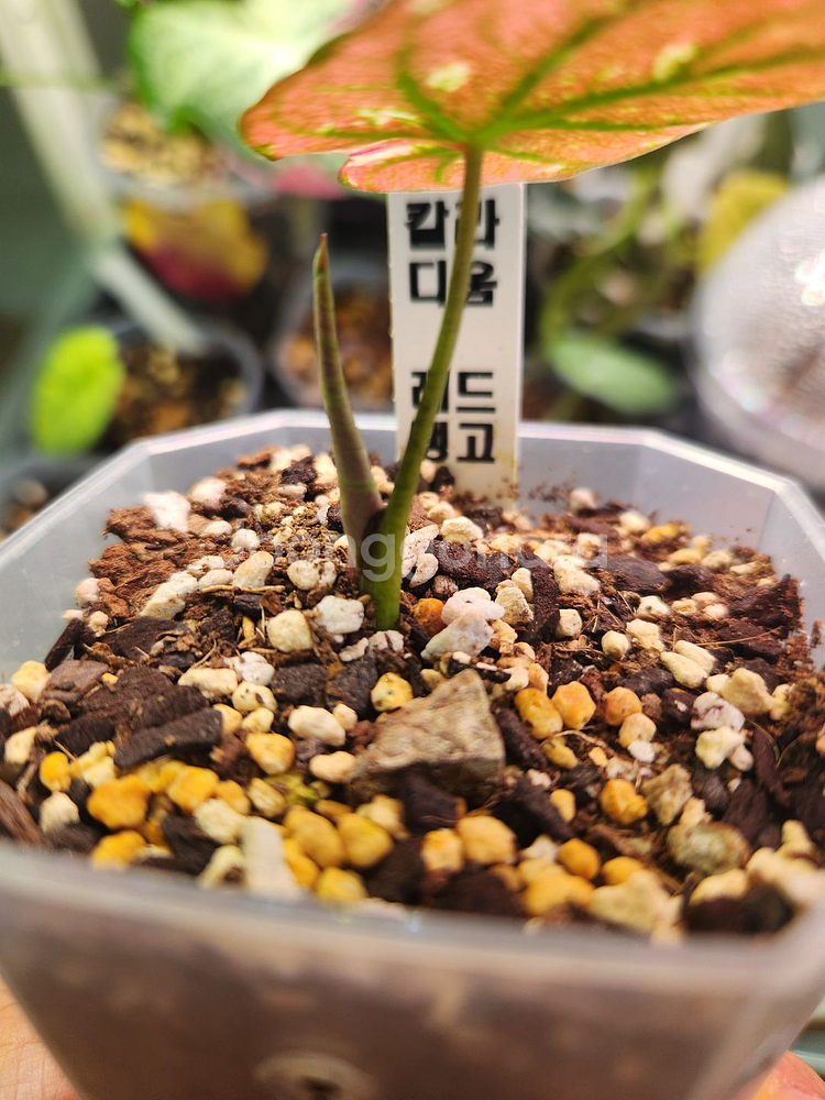 칼라디움 레드탱고(크리스마스)--2