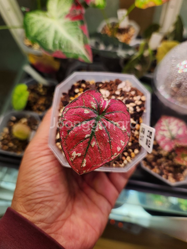 칼라디움 레드탱고(크리스마스)--0