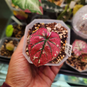 칼라디움 레드탱고(크리스마스)