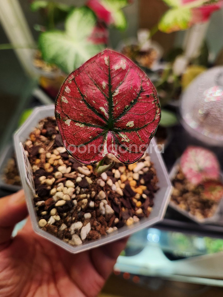 칼라디움 레드탱고(크리스마스)--3