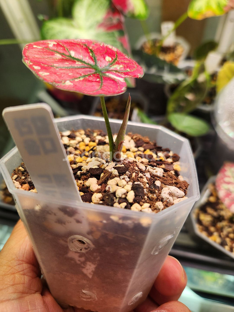 칼라디움 레드탱고(크리스마스)--4