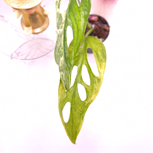 몬스테라 민트아단소니 #no2