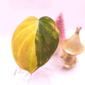 필로덴드론 핑크미칸바리 #only1