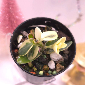 호야 쿤밍기아나 알보 #only1