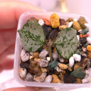 호야 커티시 실버 #no1