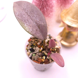 호야 윌버그레이브풀실버 #no1