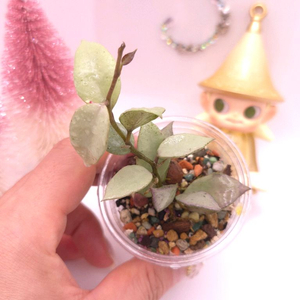 호야 라쿠노사 루이사실버 #no1