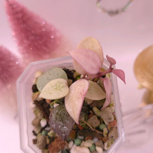 호야 라쿠노사 로열블러쉬 #no2