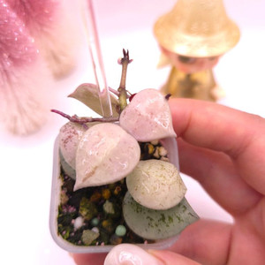 호야 슈퍼에스키모 #only1