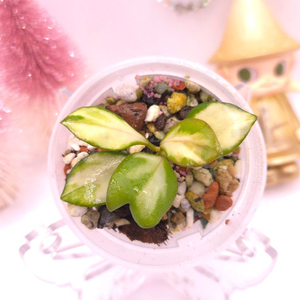 호야 휴스켈리아나 이너바리 #no1