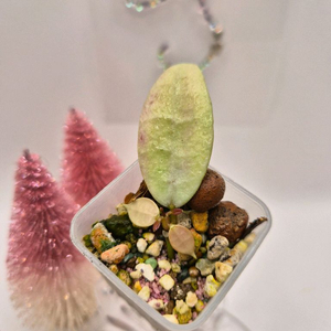 호야 다이아몬드 스파클링 #only1