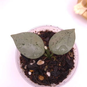 호야 슈퍼에스키모 풀실버 #no1