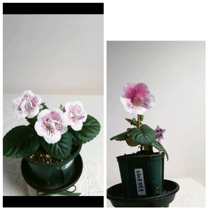 DXs dragon fruit(드레곤프루트) 미니신닌기아