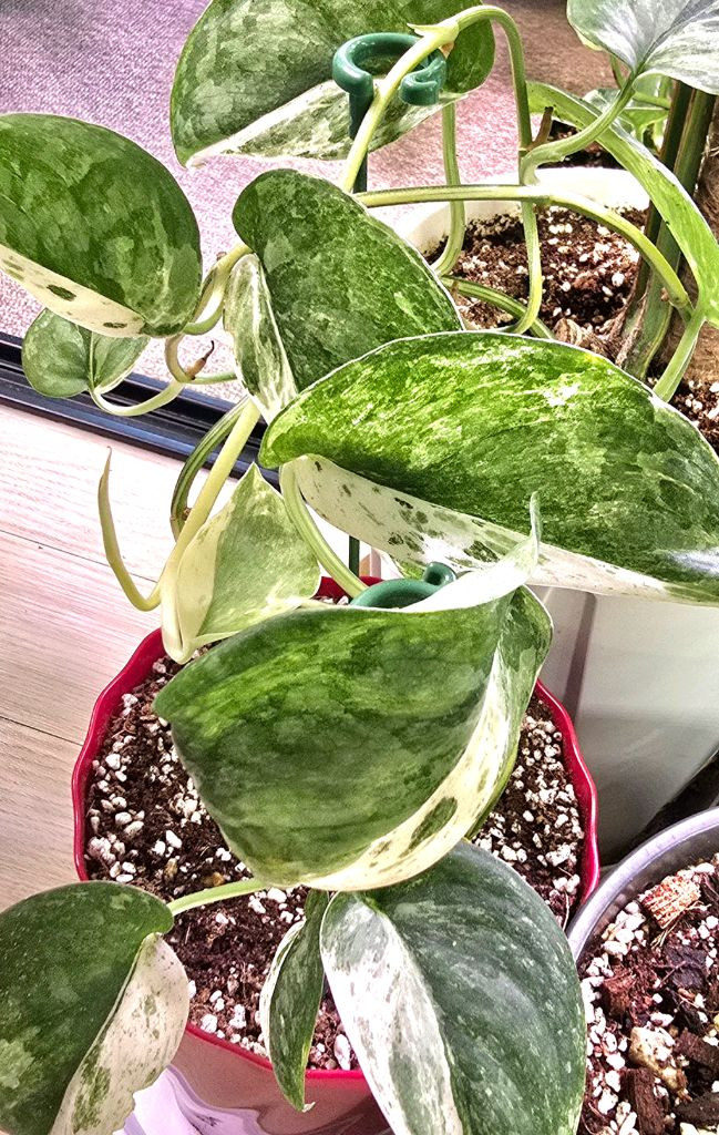 스킨답서스 실버사틴 바리에가타--4