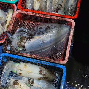 베트남동 삽니다