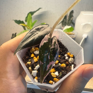 알로카시아 노빌리스 핑크 무천이 3촉