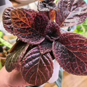 에피스시아 초콜릿크림