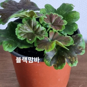 제라늄 블랙맘바 빌드베른로즈