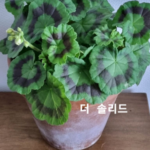 제라늄 더 솔리드 대품