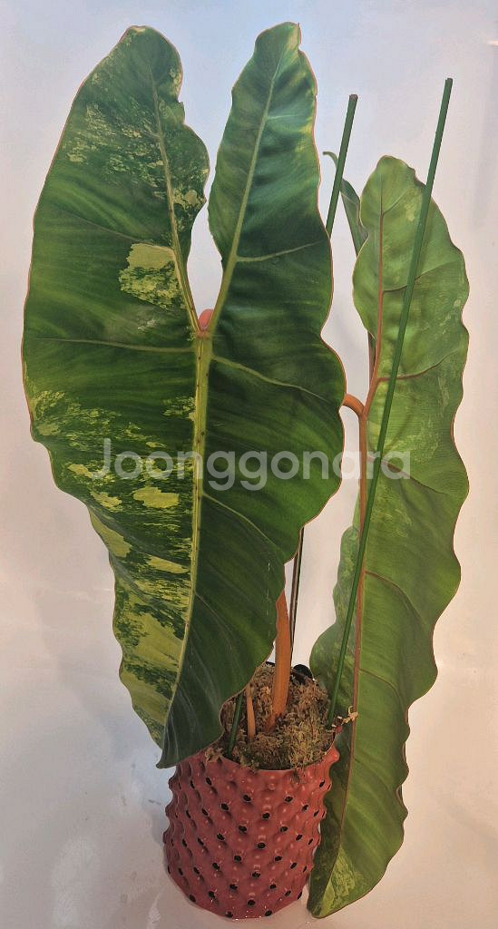 필로덴드론 빌리에티에 바리에가타 극상 무천이 대옆탑--0