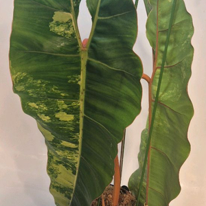 필로덴드론 빌리에티에 바리에가타 극상 무천이 대옆탑