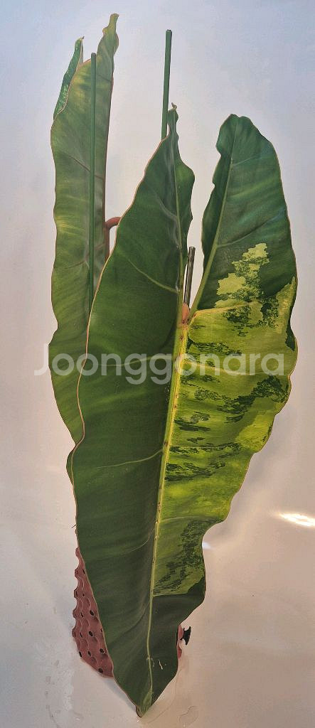 필로덴드론 빌리에티에 바리에가타 극상 무천이 대옆탑--1