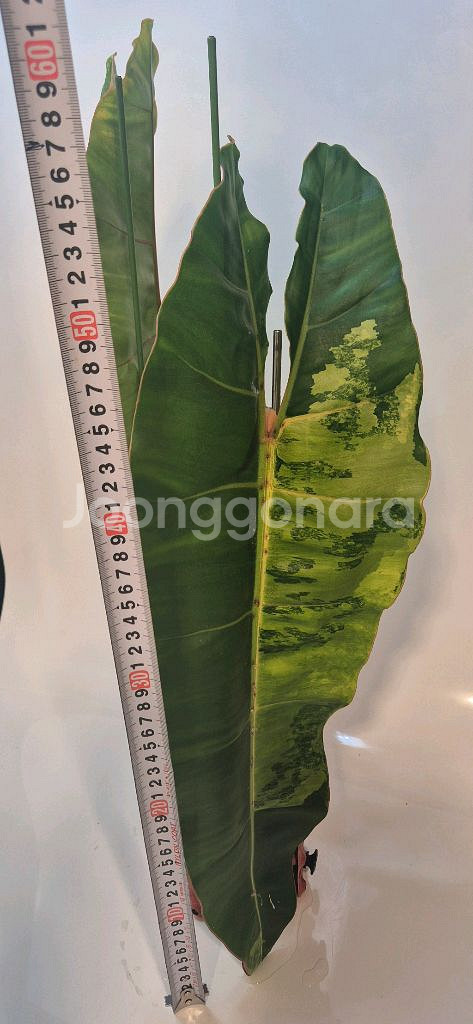 필로덴드론 빌리에티에 바리에가타 극상 무천이 대옆탑--2