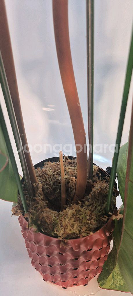 필로덴드론 빌리에티에 바리에가타 극상 무천이 대옆탑--3