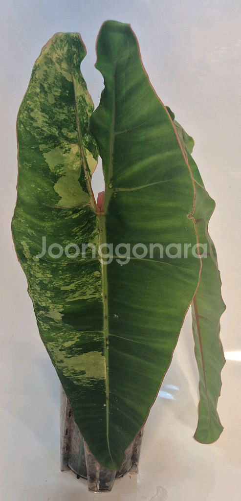 필로덴드론 빌리에티에 바리에가타 무천이 대품 탑--0